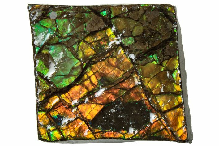 Iridescent Ammolite (Fossil Ammonite Shell) - Alberta #311340